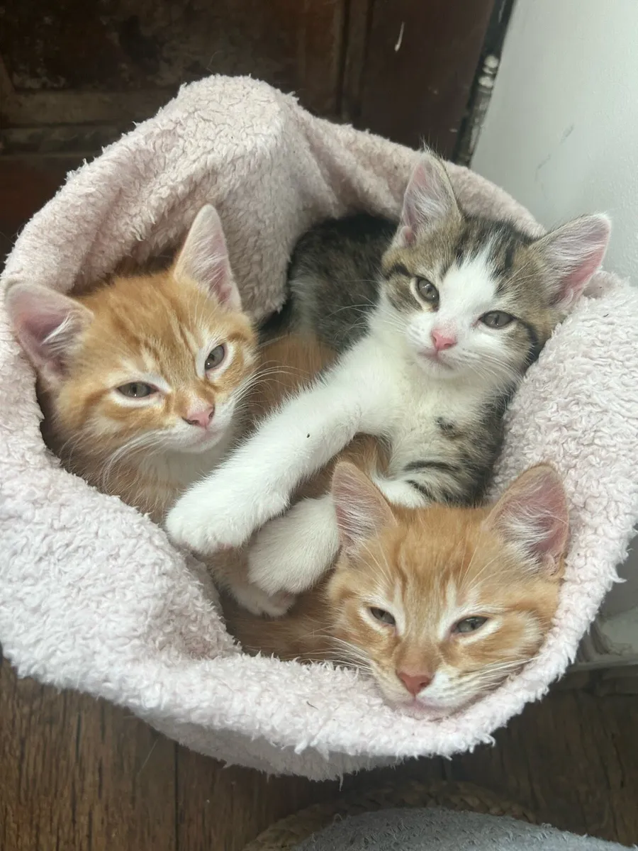 Kittens - Image 3