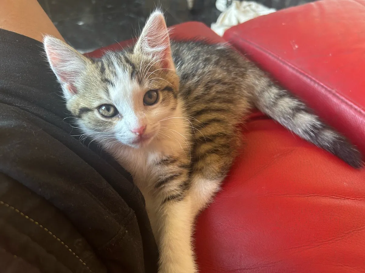 Kittens - Image 4