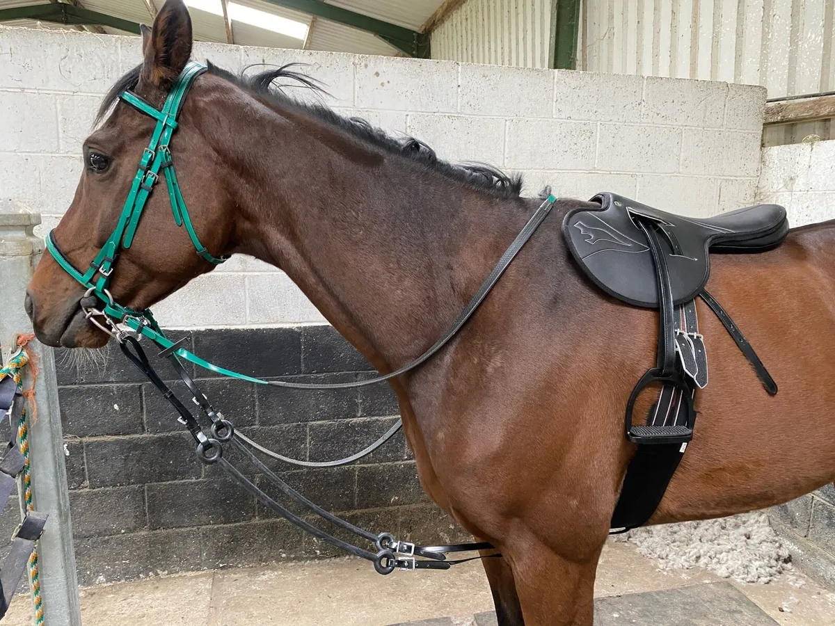 Horse bungees & bib martingales - Image 4