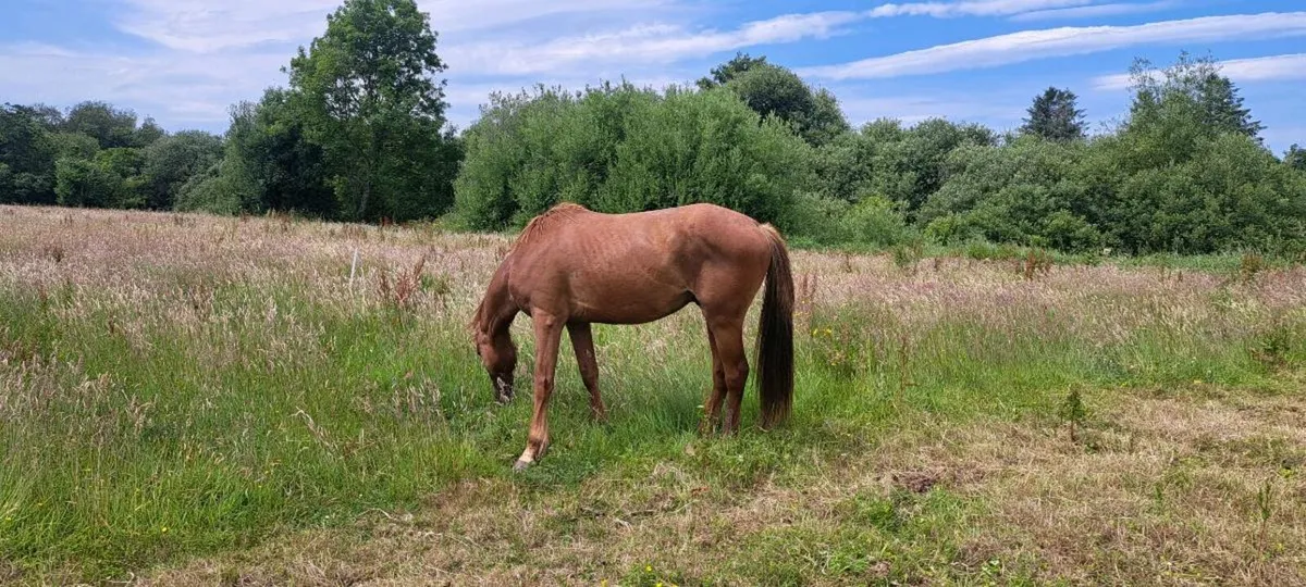 Horse for sale - Image 2