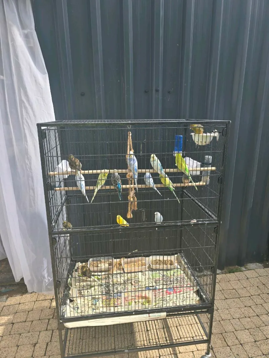 Rainbow budgies - Image 1