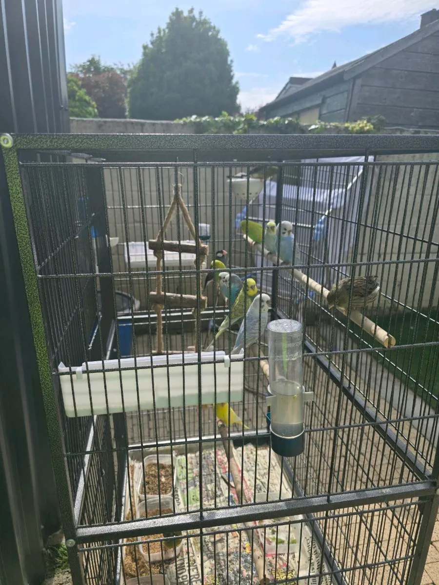 Rainbow budgies - Image 2