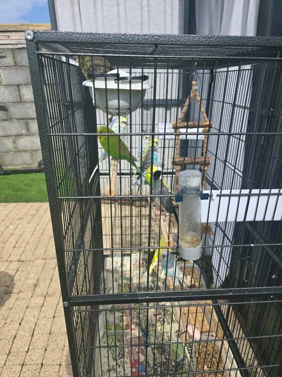 Rainbow budgies - Image 3