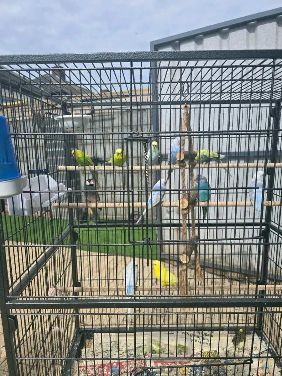Rainbow budgies - Image 4