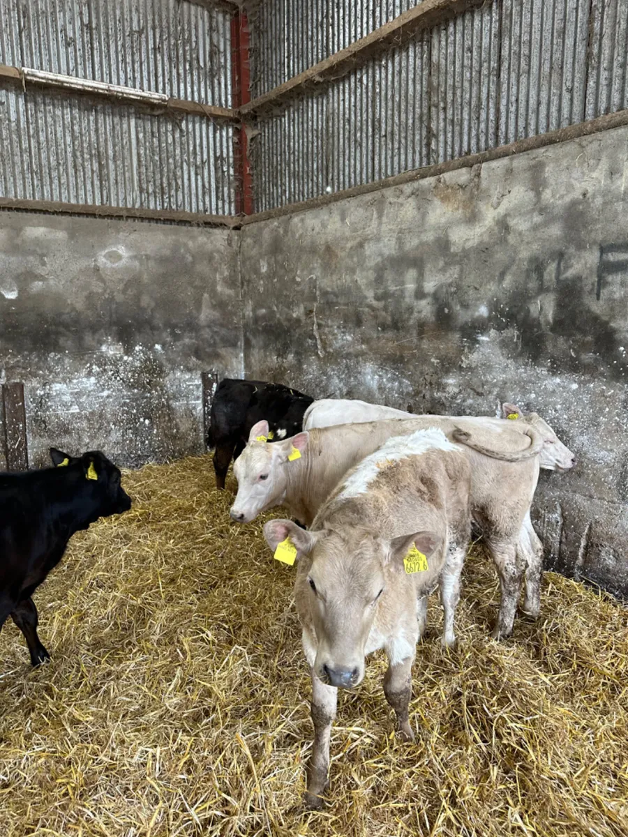Charolais and lim heifers - Image 1