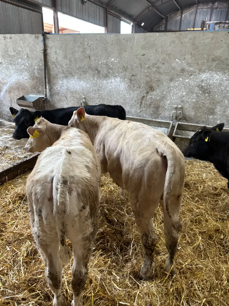 Charolais and lim heifers - Image 3