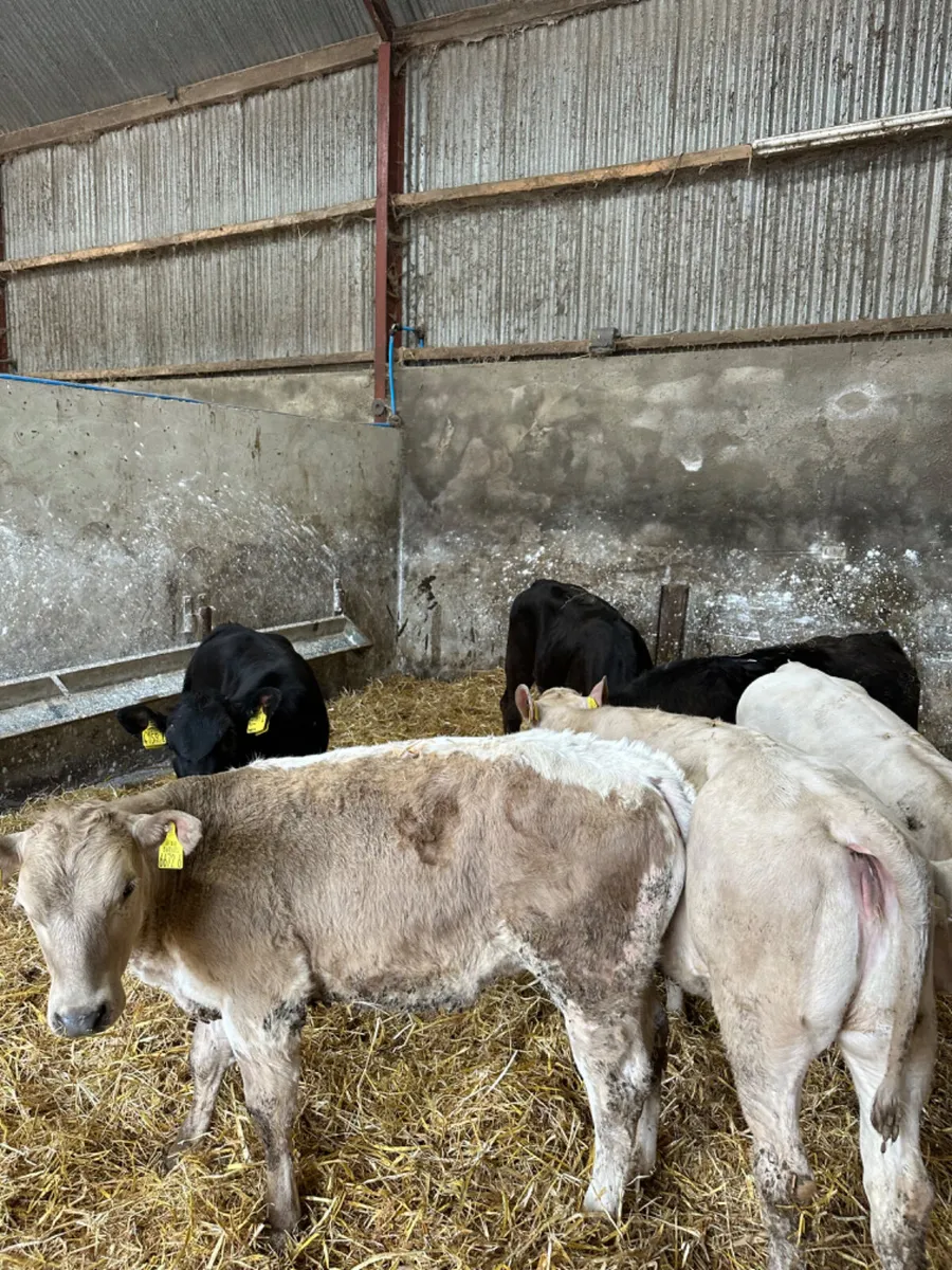 Charolais and lim heifers - Image 2