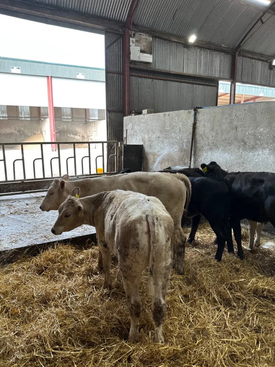 Charolais and lim heifers - Image 4