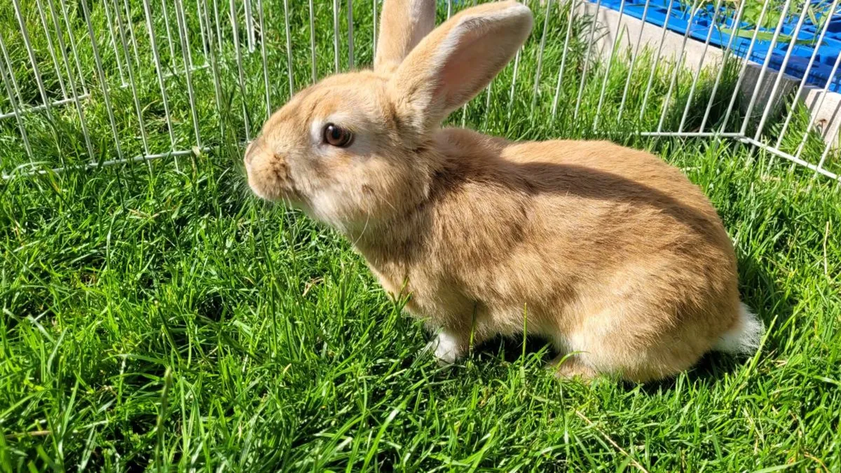 Rabbits for sale - Image 1