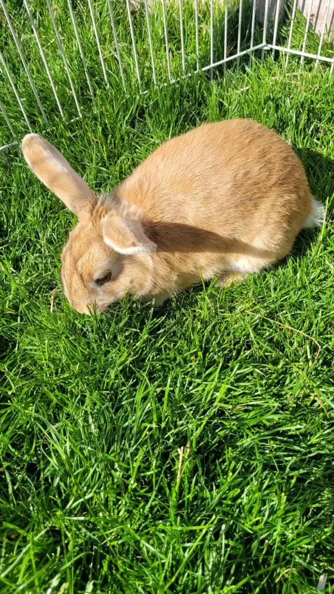 Rabbits for sale - Image 2