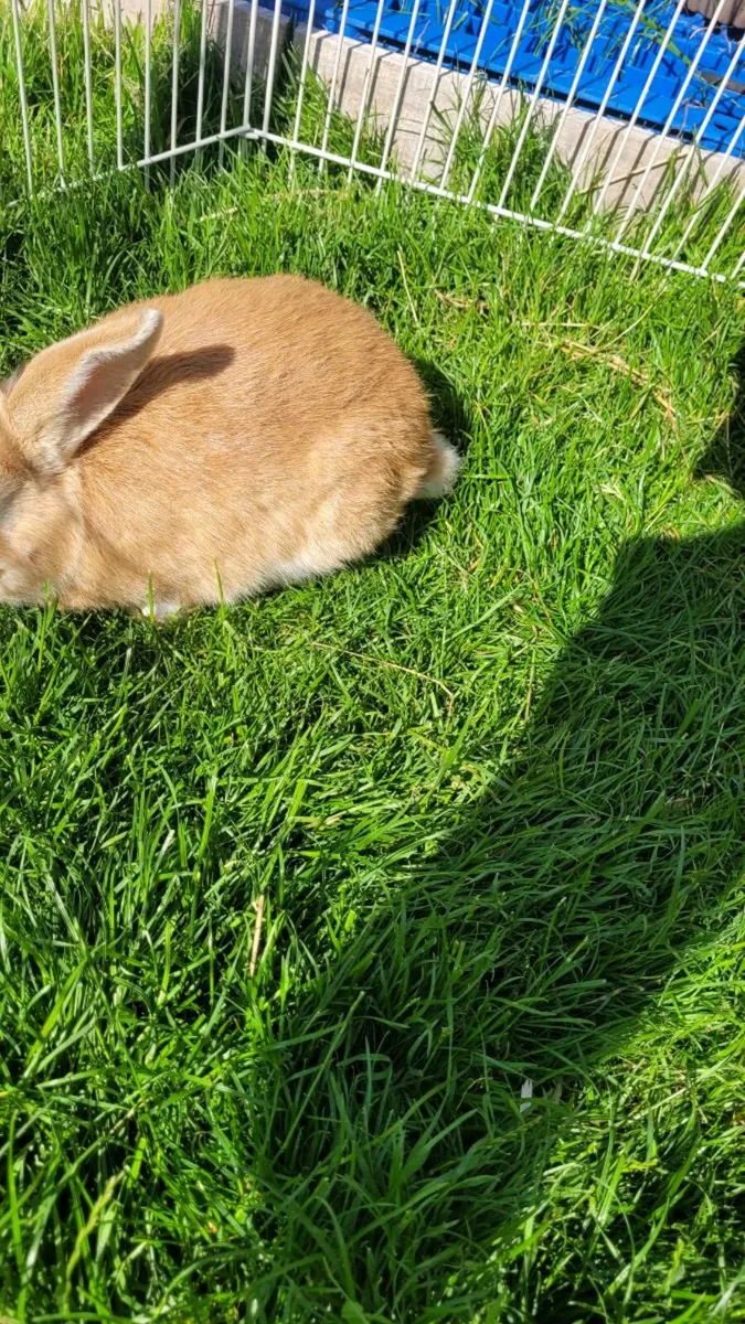 Rabbits for sale - Image 3