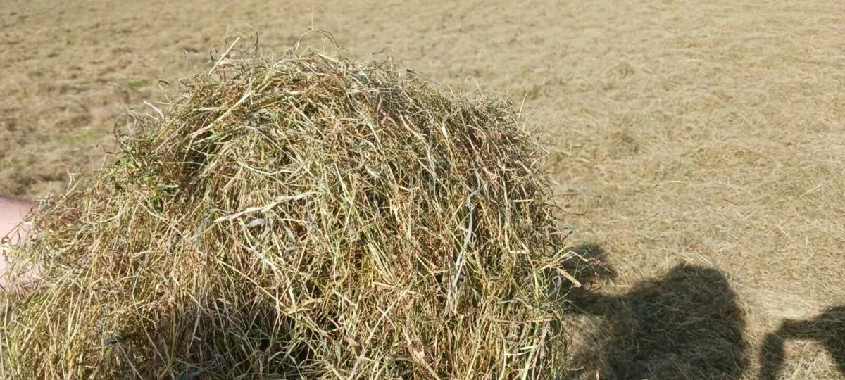 Hay for Sale