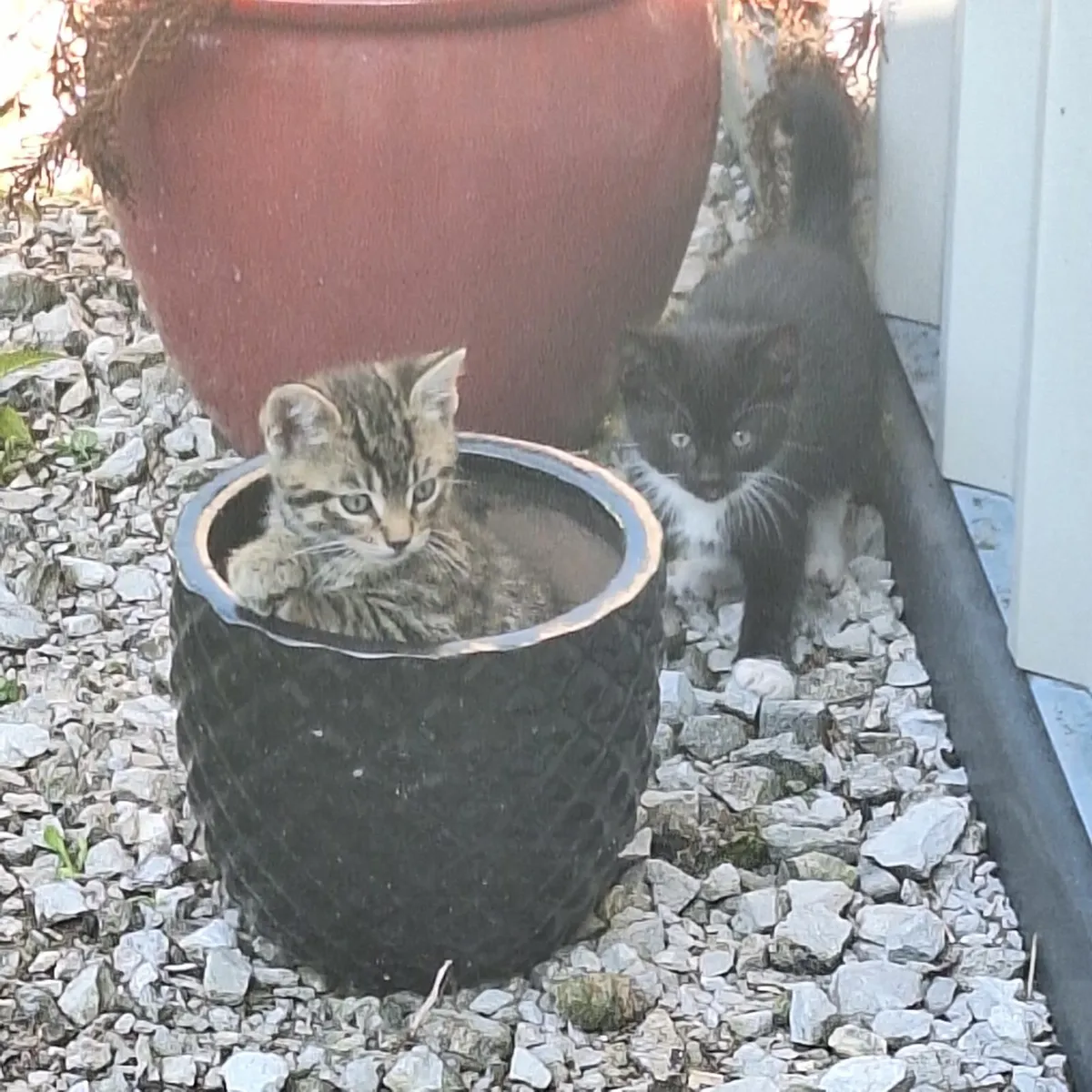 Cute Kittens - Image 1