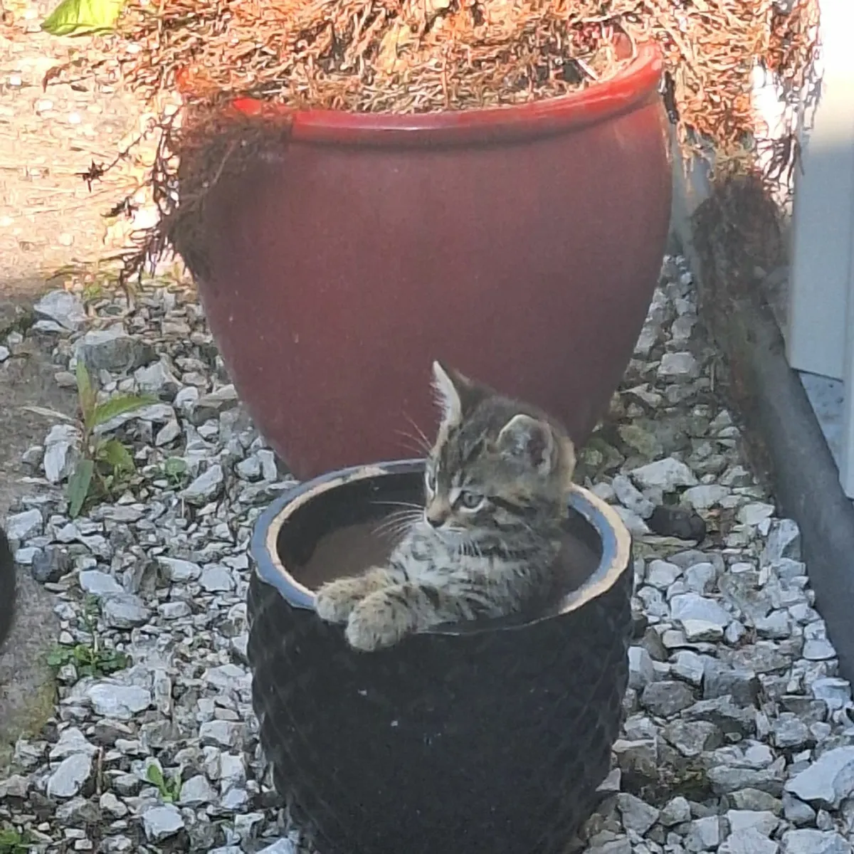 Cute Kittens - Image 2