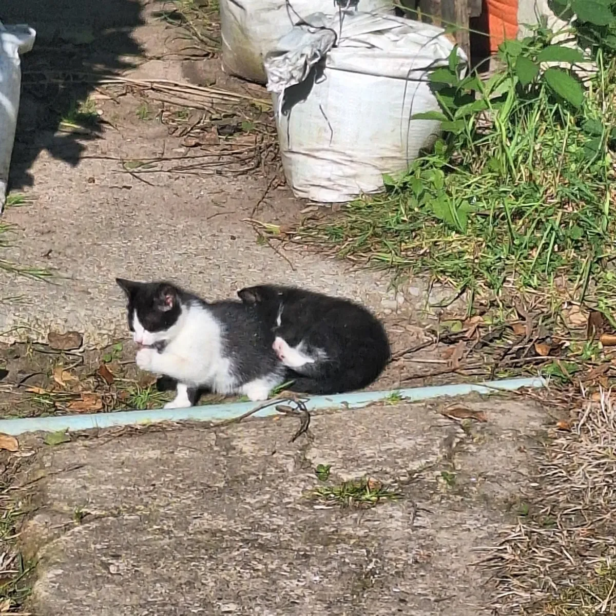 Cute Kittens - Image 3