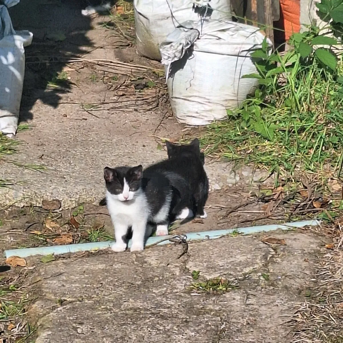 Cute Kittens - Image 4