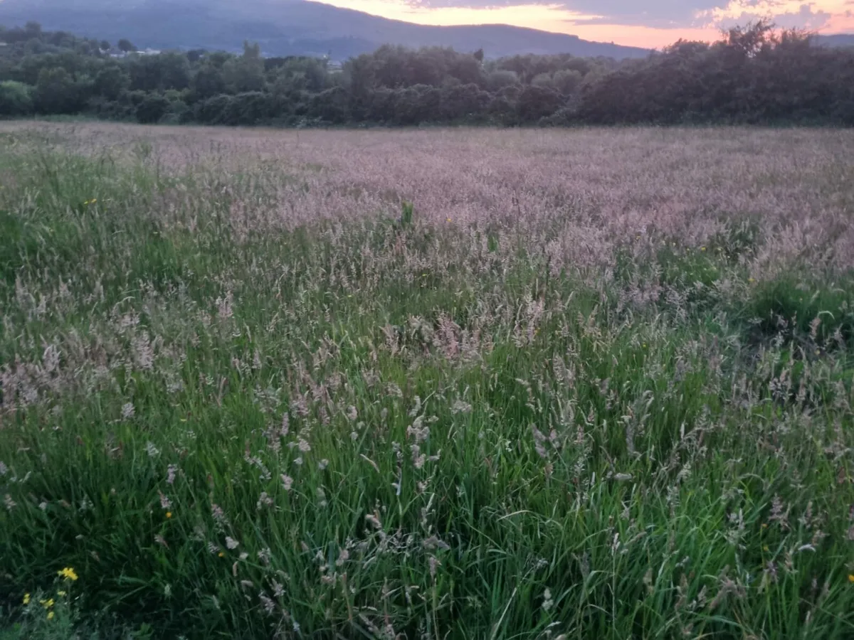 First cut grass - Image 1