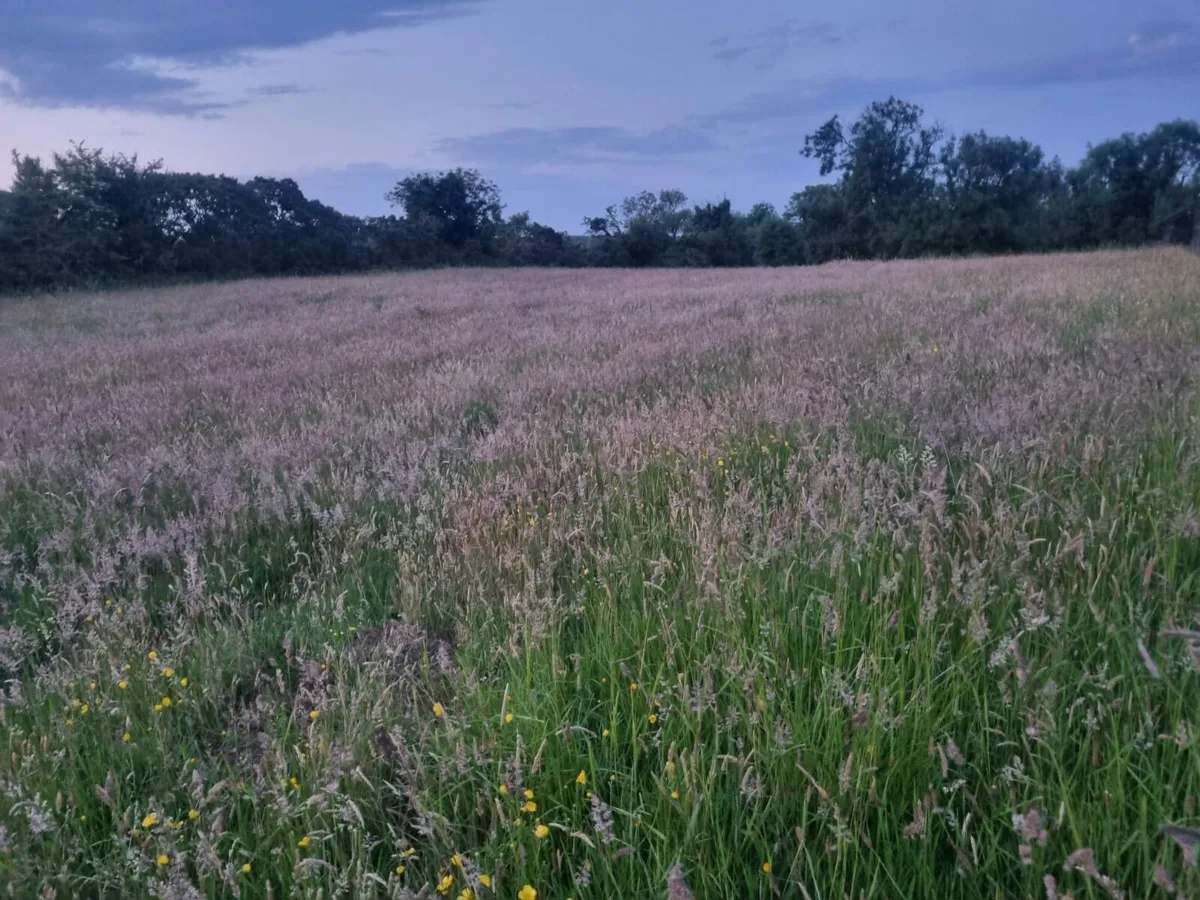 First cut grass - Image 2