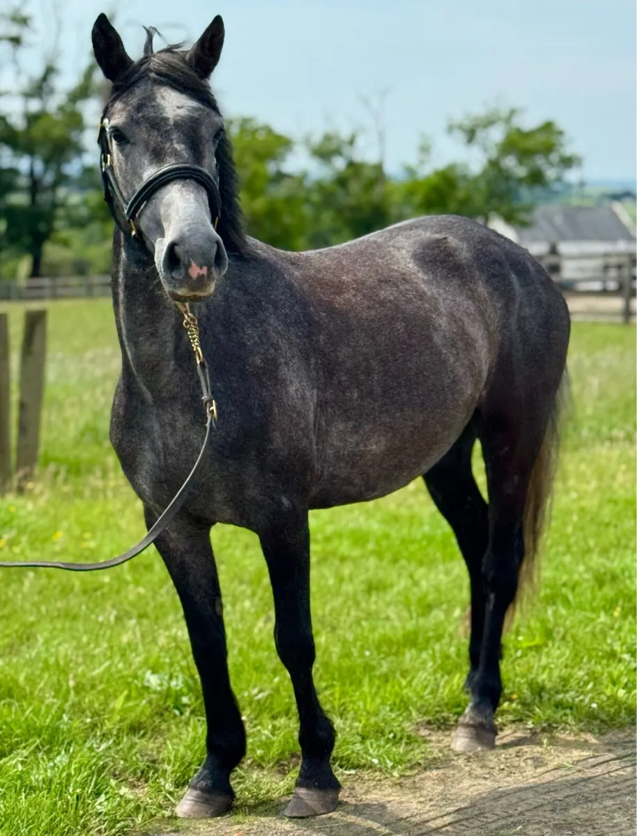 13.2 4yo Connemara - Image 2