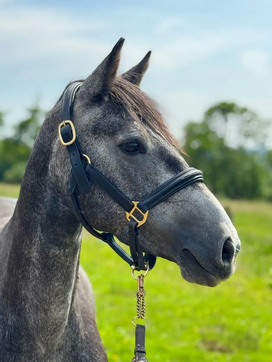 13.2 4yo Connemara - Image 3
