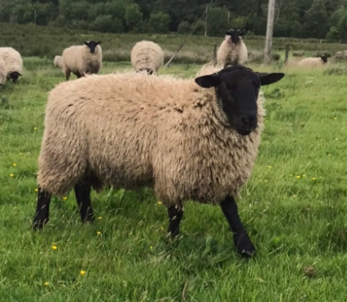Weather Hoggets and Cull Ewes - Image 4