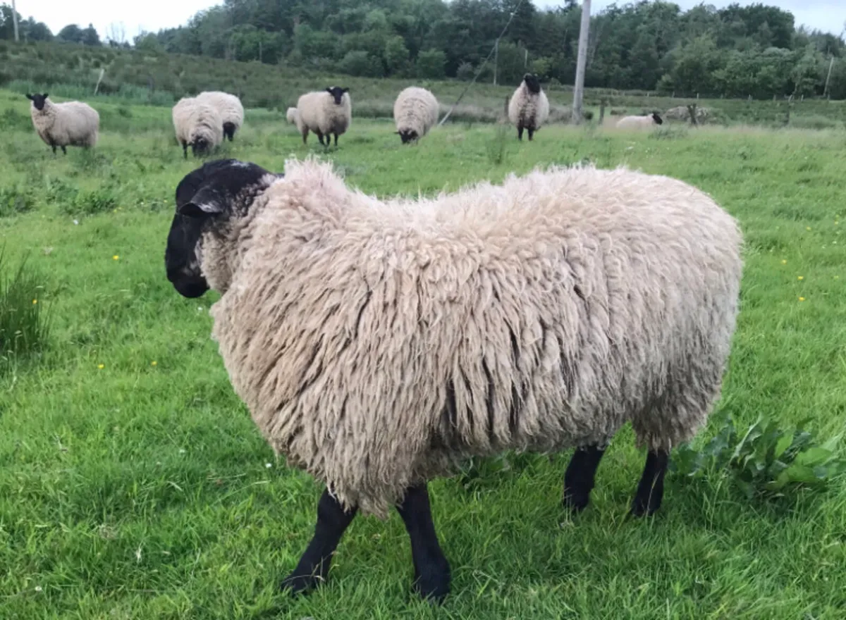 Weather Hoggets and Cull Ewes - Image 3