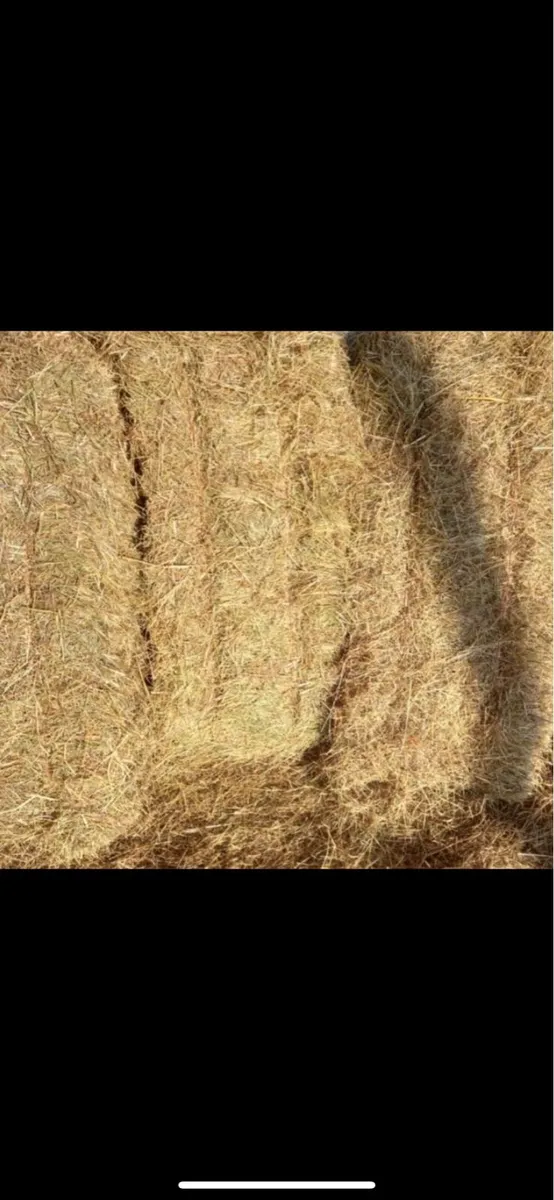 Small Square Bales of Hay