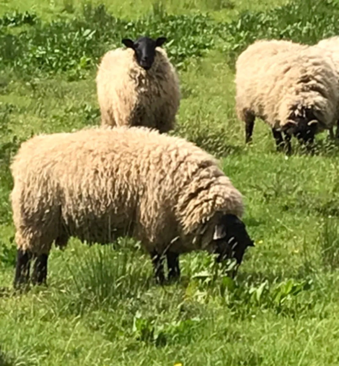 Weather Hoggets and Cull Ewes - Image 2