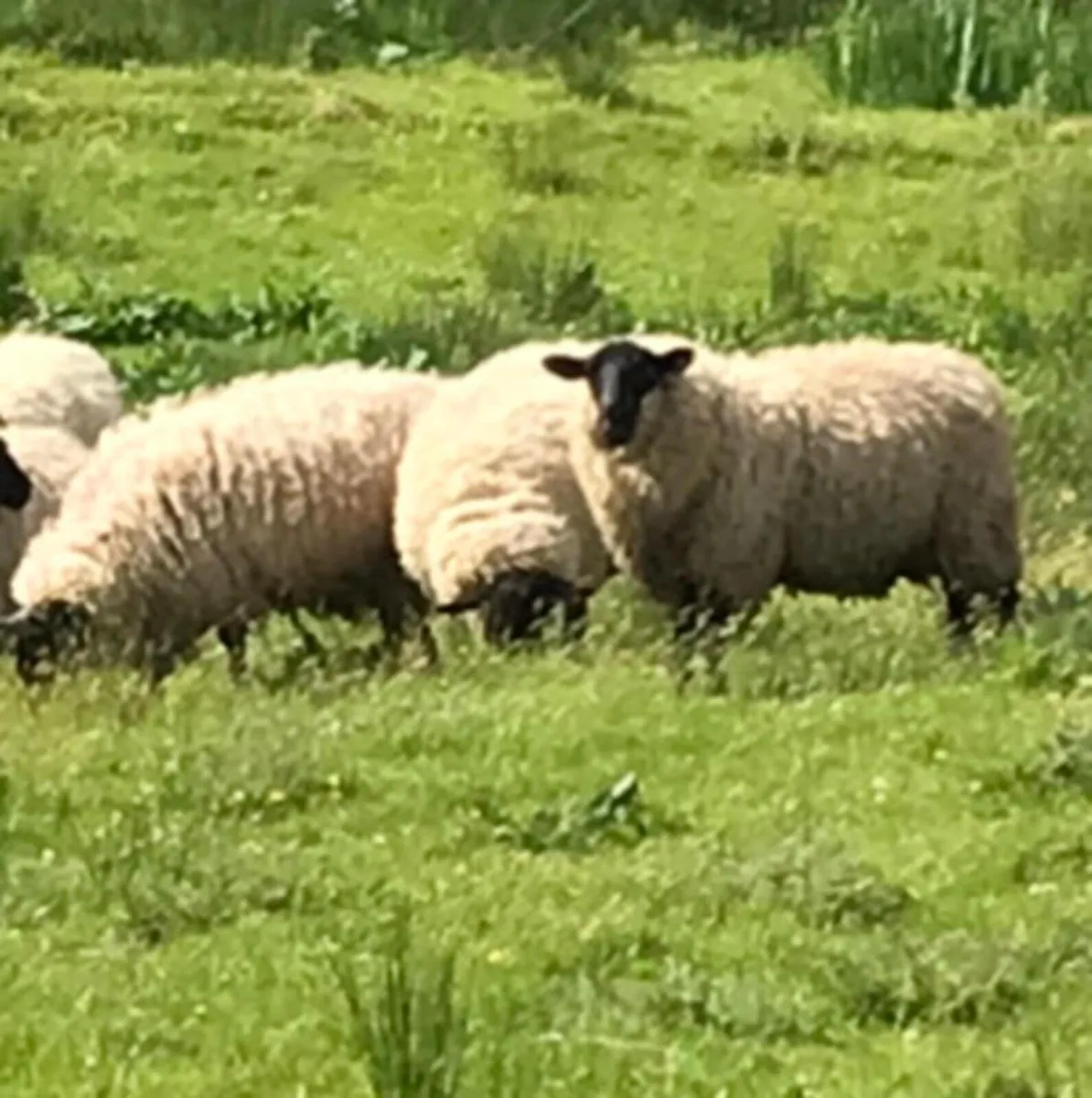 Weather Hoggets and Cull Ewes - Image 1