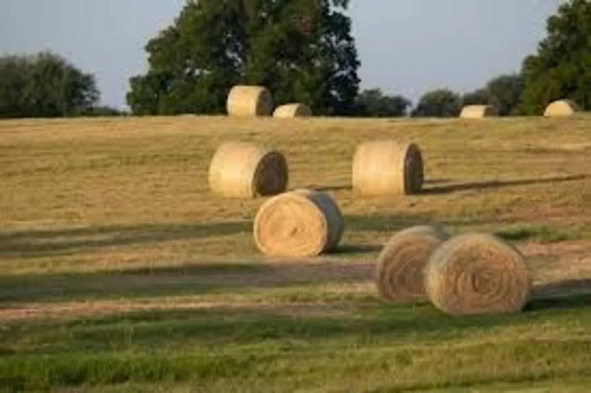 Hay Bales - Image 2