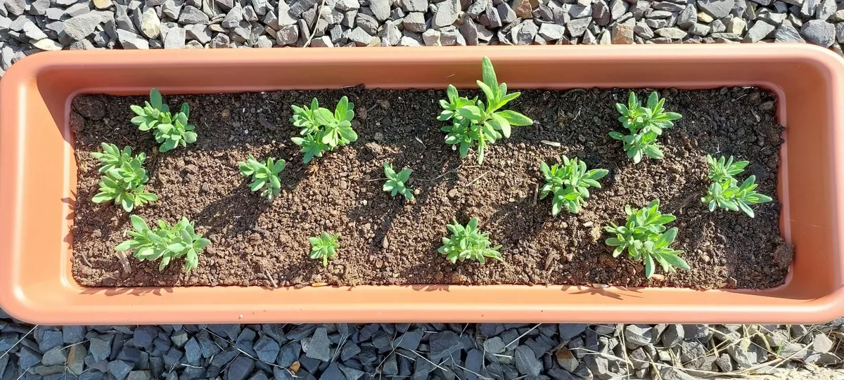 Lavender seedlings FOR FREE