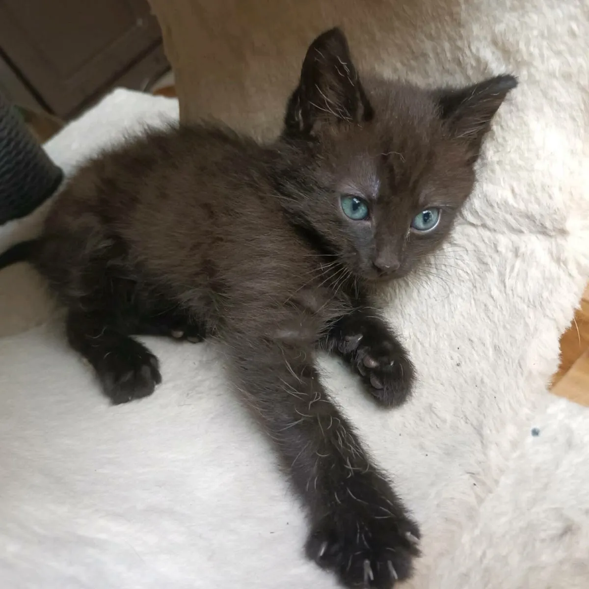 kitten - Image 2