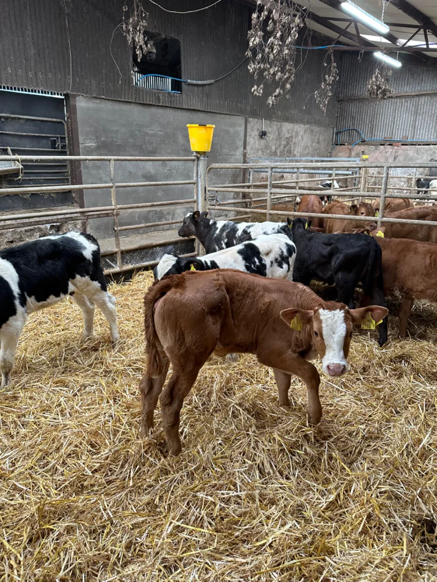 Blue Lim and Angus heifers - Image 1
