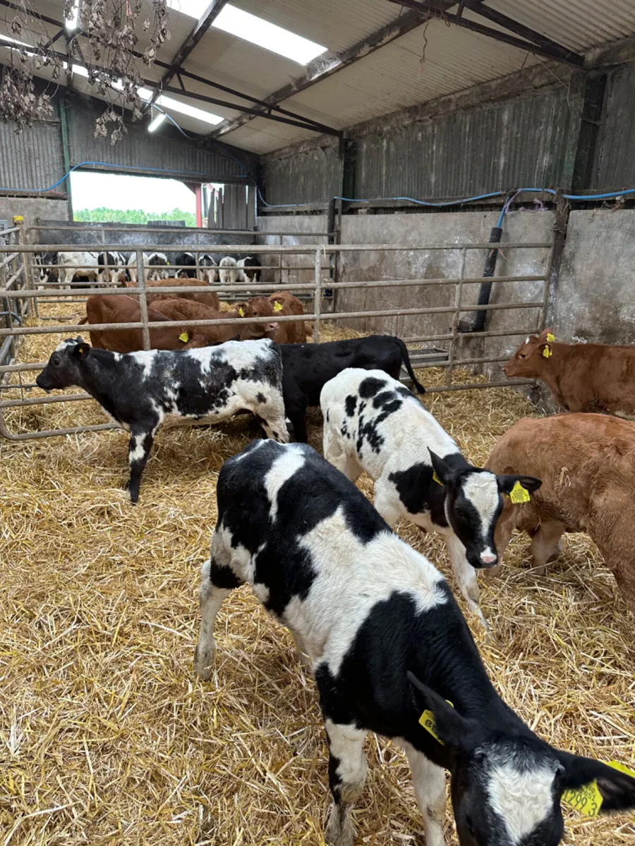 Blue Lim and Angus heifers - Image 2