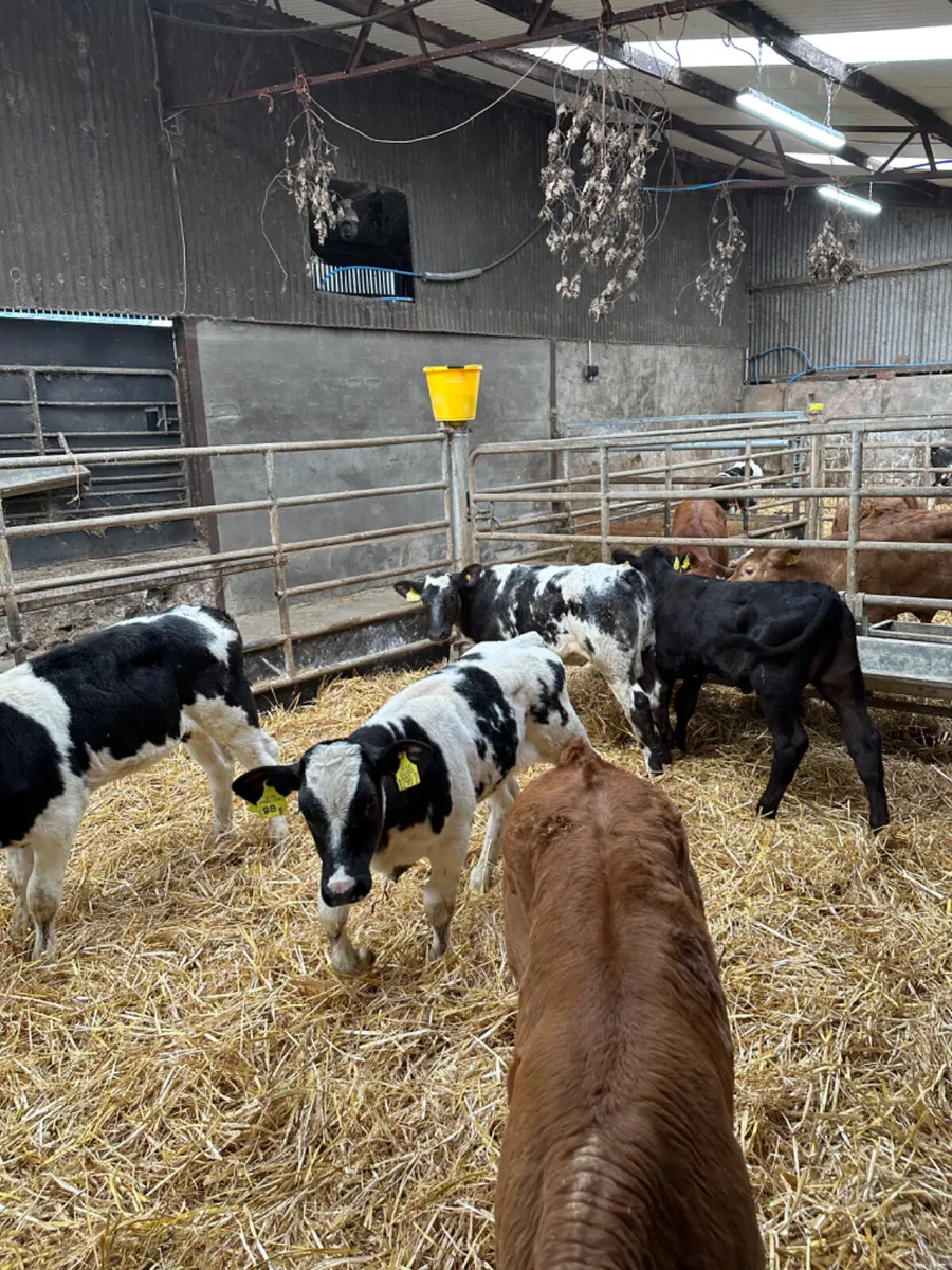 Blue Lim and Angus heifers - Image 4