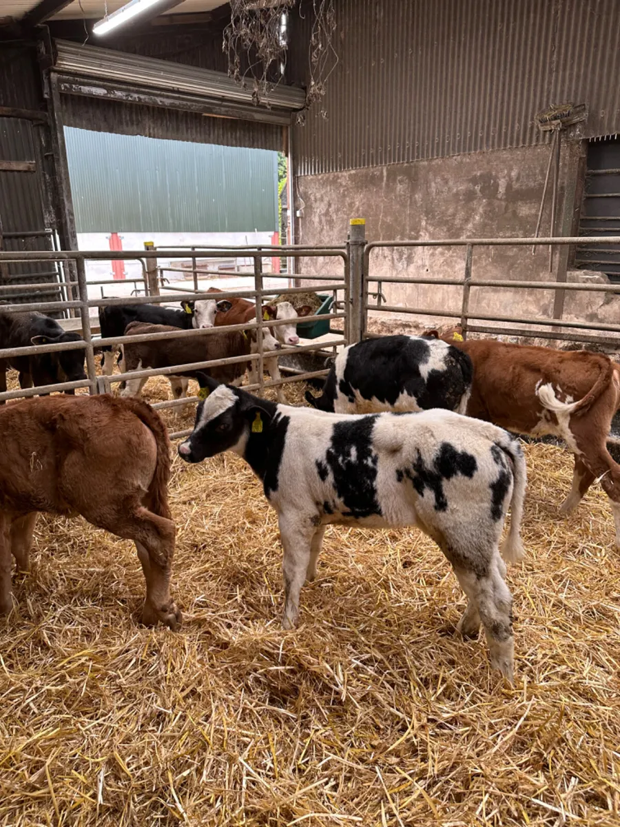Blue Lim and Angus heifers - Image 3