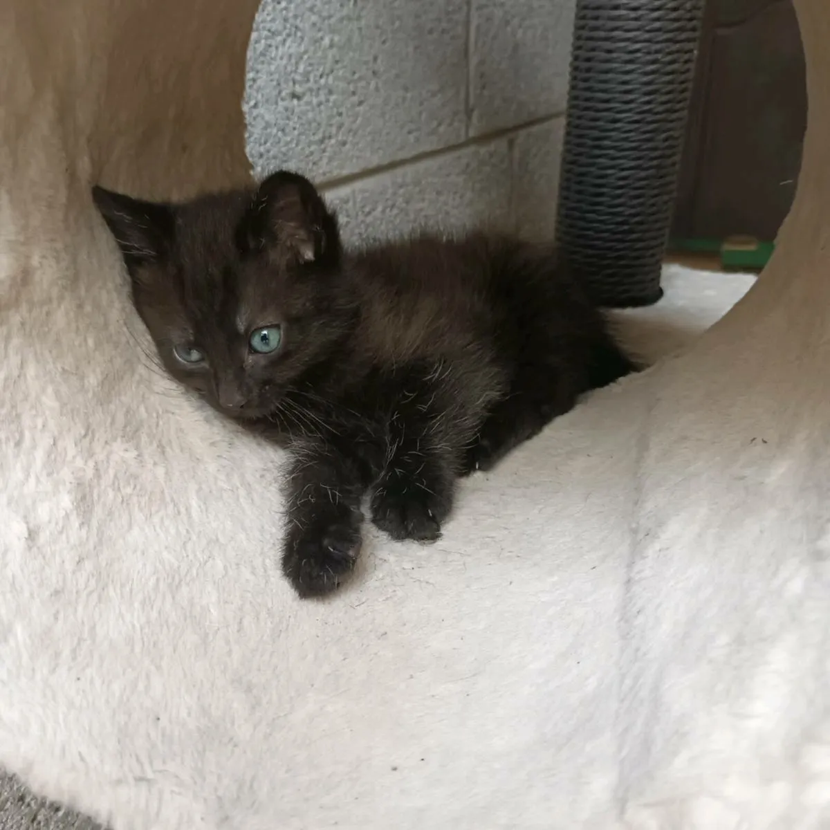 kitten - Image 3