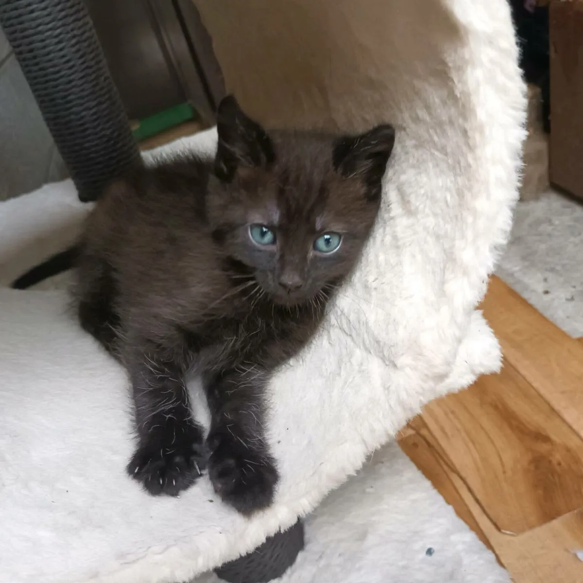 kitten - Image 1