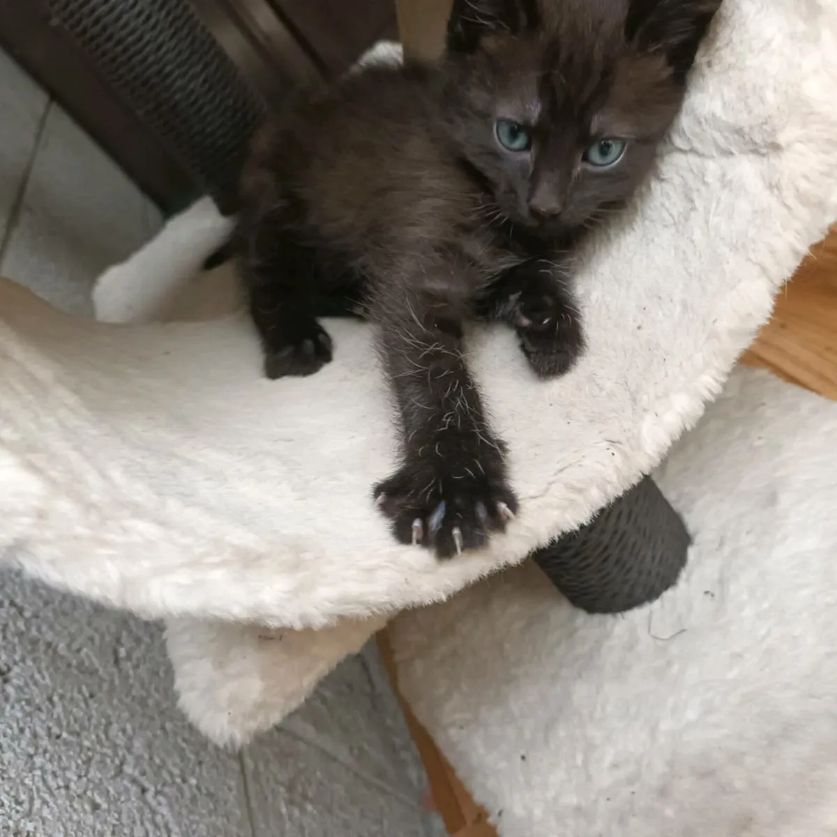 kitten - Image 4