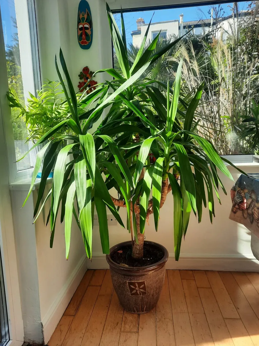 Beautiful large plant - Image 1