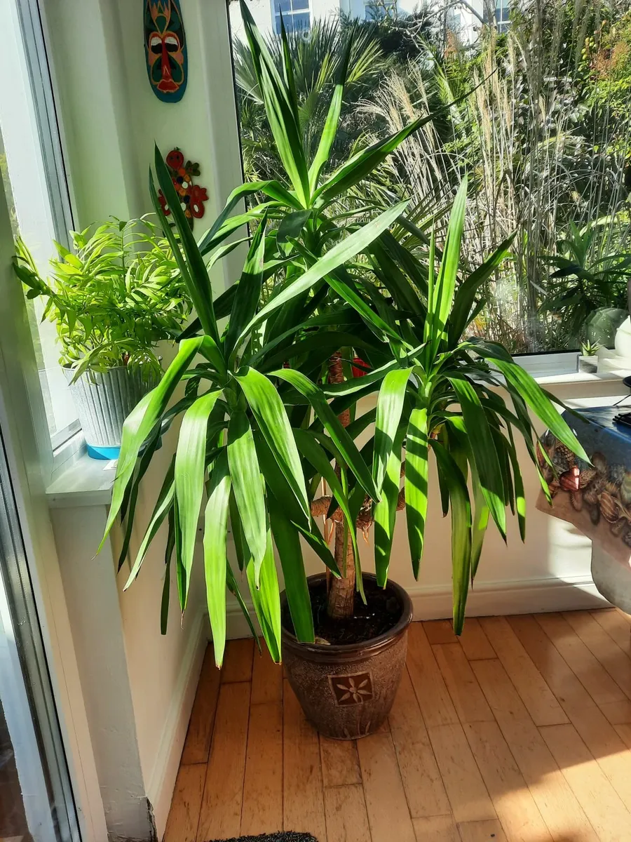Beautiful large plant - Image 2