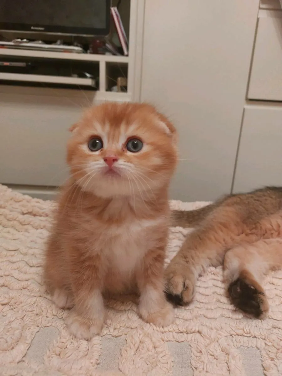 Scottish fold and straight kittens - Image 1