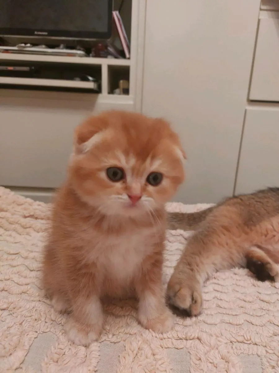 Scottish fold and straight kittens - Image 2