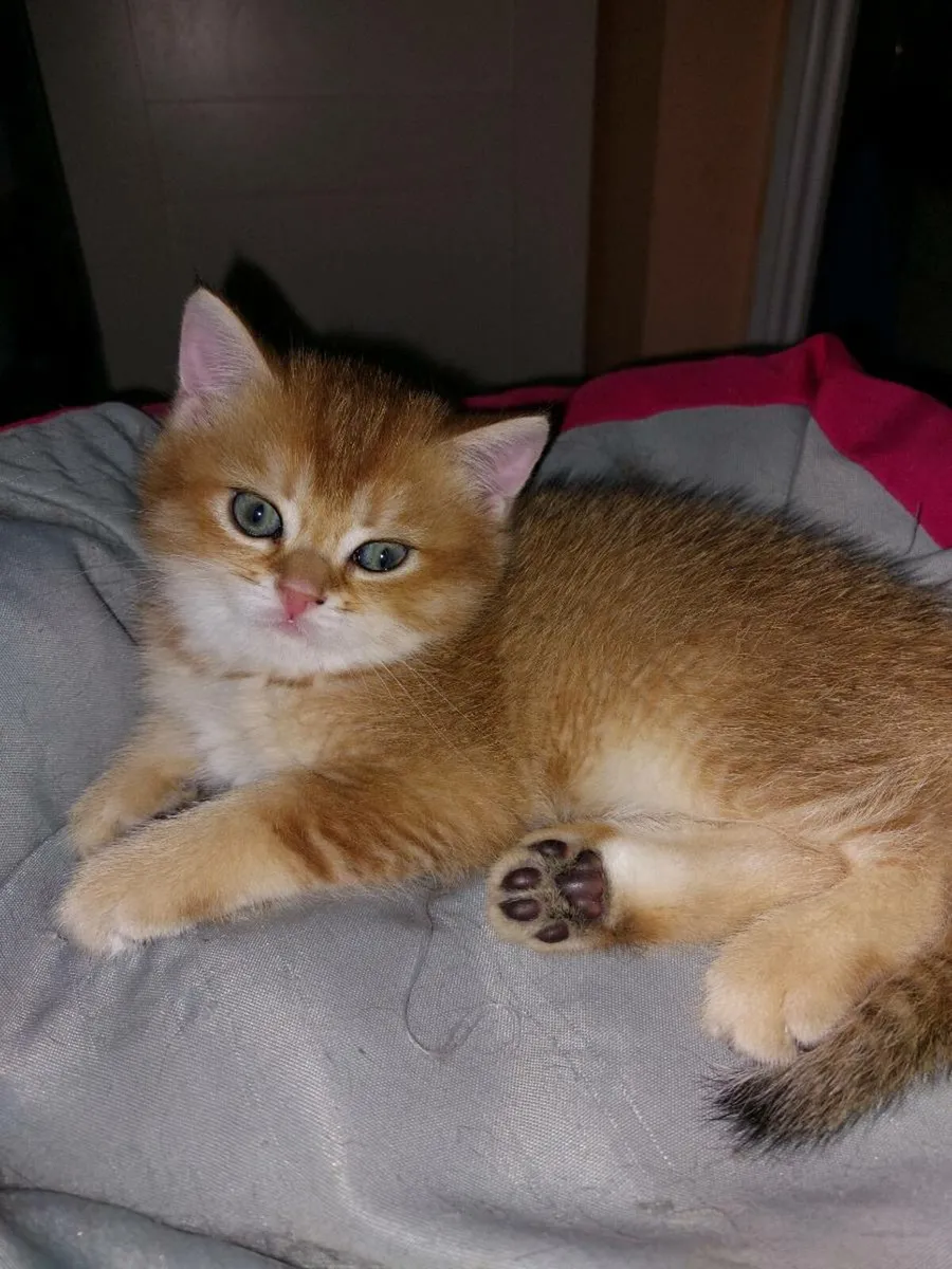 Scottish fold and straight kittens - Image 3