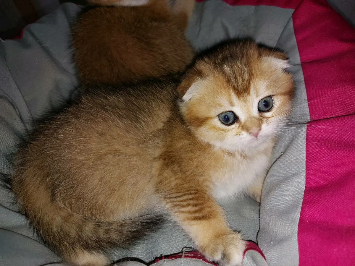 Scottish fold and straight kittens - Image 4