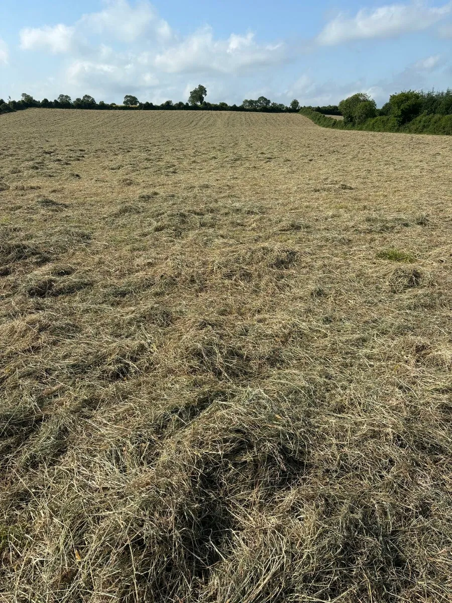 Baled Hay for sale - Image 1