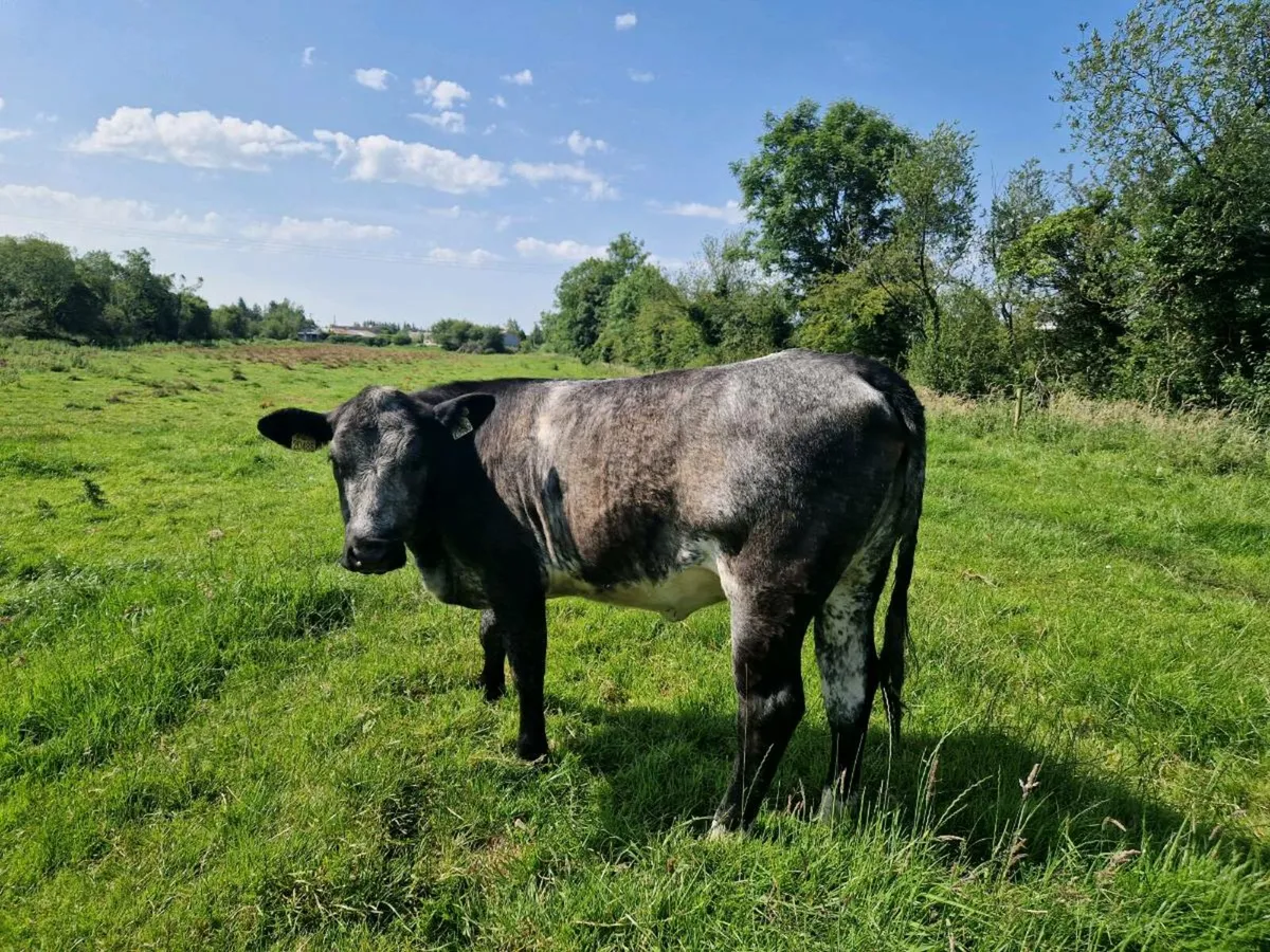 Aberdeen Angus 5 star genotype Heifer - Image 1