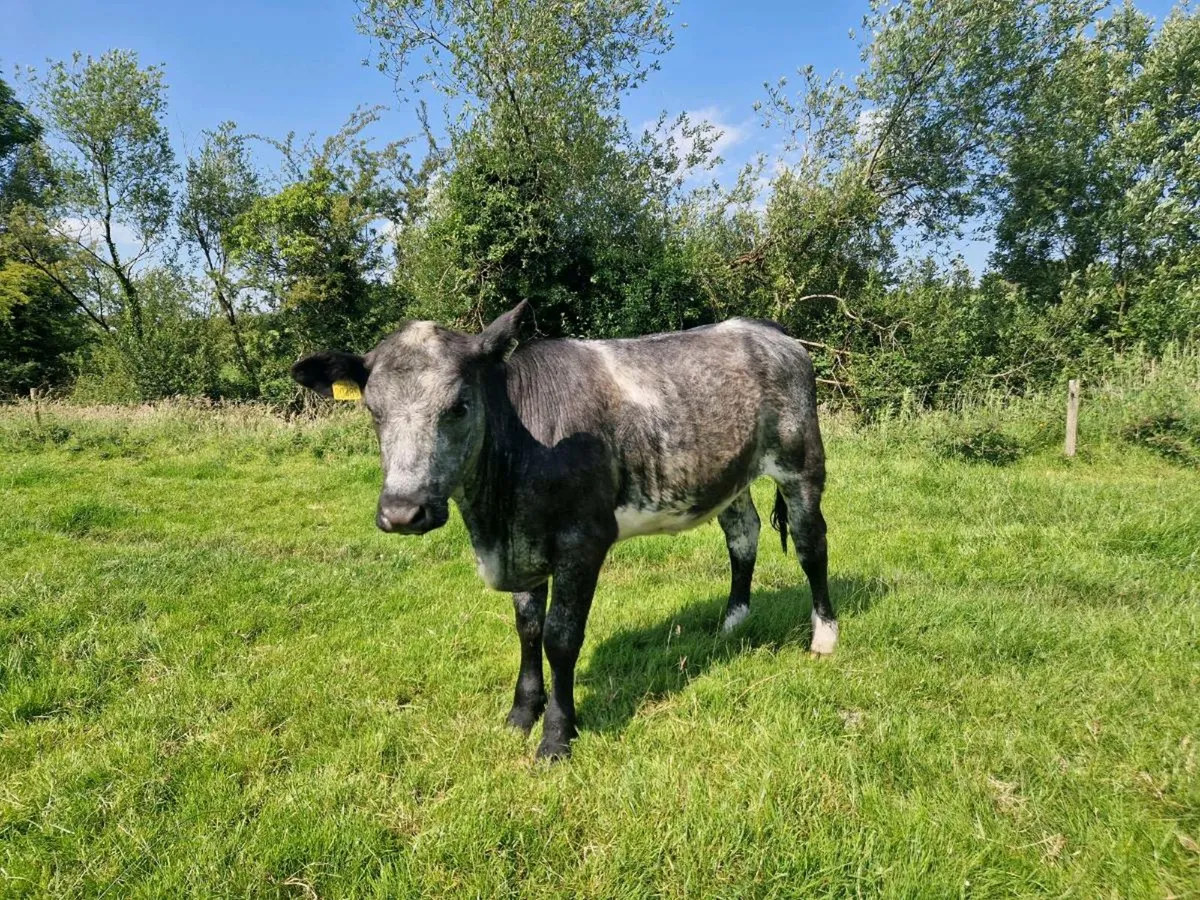 Aberdeen Angus 5 star genotype Heifer - Image 2