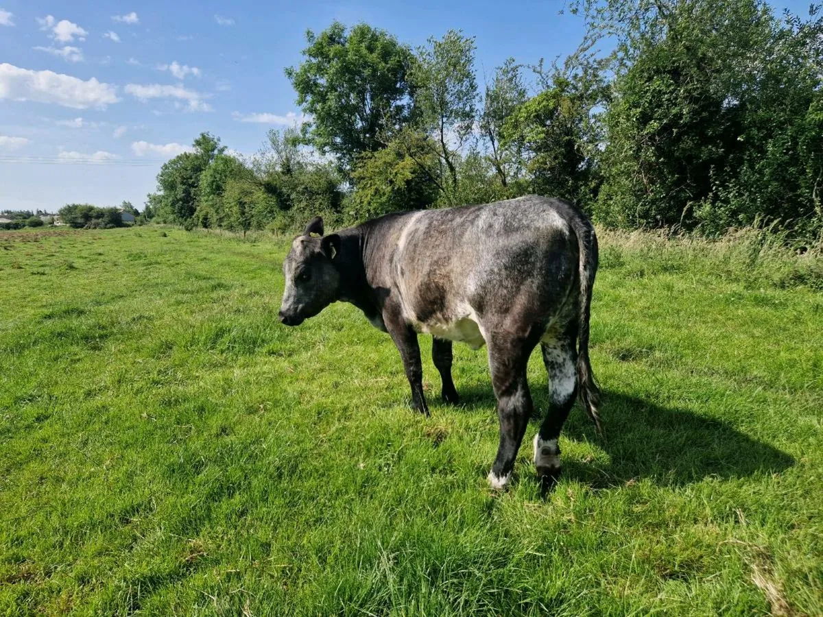 Aberdeen Angus 5 star genotype Heifer - Image 3