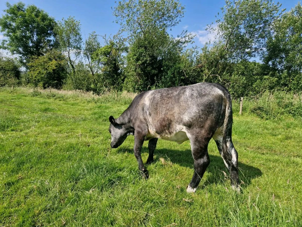 Aberdeen Angus 5 star genotype Heifer - Image 4